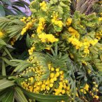 Лучшие сорта и особенности агротехники тропической мимозы