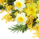 Лучшие сорта и особенности агротехники тропической мимозы