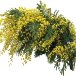 Лучшие сорта и особенности агротехники тропической мимозы