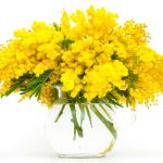 Лучшие сорта и особенности агротехники тропической мимозы