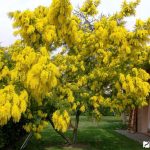Лучшие сорта и особенности агротехники тропической мимозы