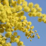 Лучшие сорта и особенности агротехники тропической мимозы