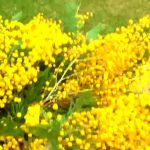 Лучшие сорта и особенности агротехники тропической мимозы