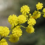 Лучшие сорта и особенности агротехники тропической мимозы