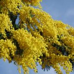 Лучшие сорта и особенности агротехники тропической мимозы