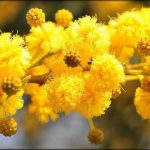 Лучшие сорта и особенности агротехники тропической мимозы