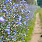 Лечебная сила неприметного цикория: советы по использованию и выращиванию растения