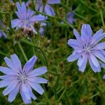 Лечебная сила неприметного цикория: советы по использованию и выращиванию растения