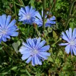 Лечебная сила неприметного цикория: советы по использованию и выращиванию растения