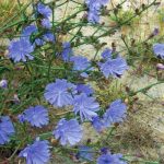 Лечебная сила неприметного цикория: советы по использованию и выращиванию растения