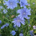 Лечебная сила неприметного цикория: советы по использованию и выращиванию растения