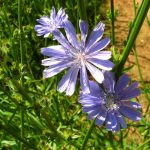 Лечебная сила неприметного цикория: советы по использованию и выращиванию растения