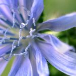 Лечебная сила неприметного цикория: советы по использованию и выращиванию растения