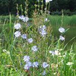 Лечебная сила неприметного цикория: советы по использованию и выращиванию растения