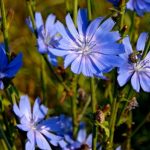 Лечебная сила неприметного цикория: советы по использованию и выращиванию растения