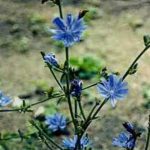 Лечебная сила неприметного цикория: советы по использованию и выращиванию растения