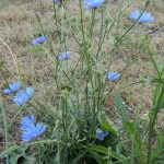 Лечебная сила неприметного цикория: советы по использованию и выращиванию растения