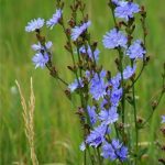 Лечебная сила неприметного цикория: советы по использованию и выращиванию растения