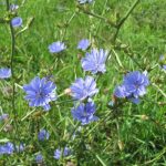 Лечебная сила неприметного цикория: советы по использованию и выращиванию растения