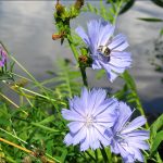 Лечебная сила неприметного цикория: советы по использованию и выращиванию растения