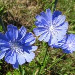 Лечебная сила неприметного цикория: советы по использованию и выращиванию растения