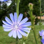 Лечебная сила неприметного цикория: советы по использованию и выращиванию растения