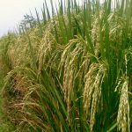 Где и как выращивают рис