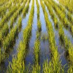 Где и как выращивают рис