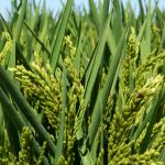 Где и как выращивают рис