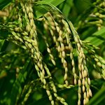 Где и как выращивают рис