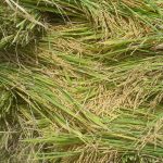 Где и как выращивают рис