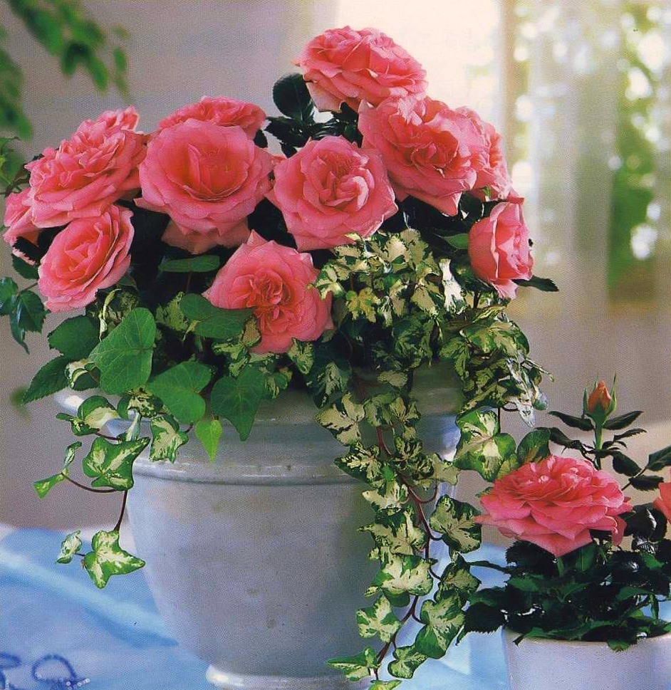 Условия для роз в вазе. Комнатные цветы в горшках.