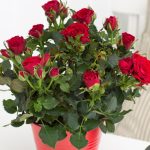 Красные розы: выбор сорта и варианты использования в декоре сада