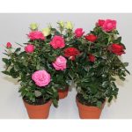 Красные розы: выбор сорта и варианты использования в декоре сада