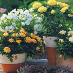 Комнатные кустовые розы в горшках: особенности ухода в домашних условиях