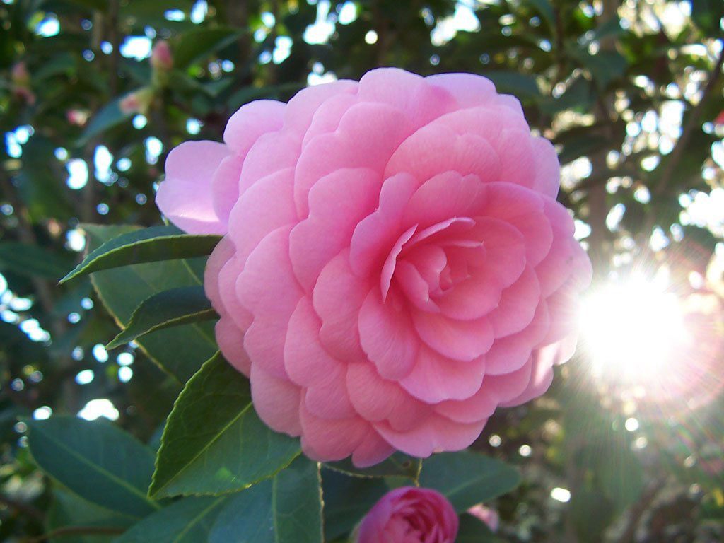 Розовая Камелия Цвет