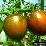 Лучшие сорта томатов для теплиц в 2019 году: описание, отзывы