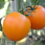 Лучшие сорта томатов для теплиц в 2019 году: описание, отзывы