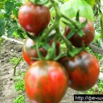 Лучшие сорта томатов для теплиц в 2019 году: описание, отзывы