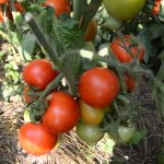 Лучшие сорта томатов для теплиц в 2019 году: описание, отзывы