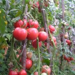 Лучшие сорта томатов для теплиц в 2019 году: описание, отзывы