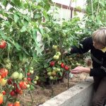 Лучшие сорта томатов для теплиц в 2019 году: описание, отзывы