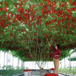 Лучшие сорта томатов для теплиц в 2019 году: описание, отзывы