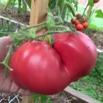 Лучшие сорта томатов для теплиц в 2019 году: описание, отзывы
