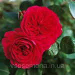 Красные розы: выбор сорта и варианты использования в декоре сада