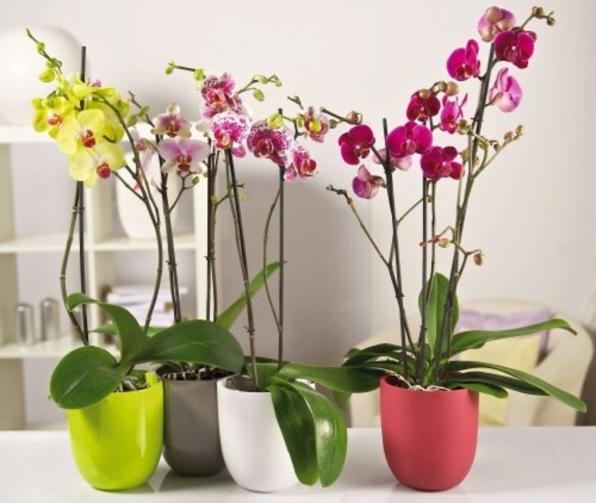 Как приготовить почву для орхидей в домашних условиях