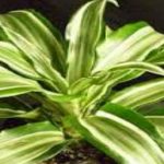 Самые красивые сорта и виды драцен