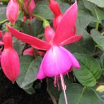 Лучшие сорта и виды фуксии