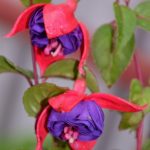 Лучшие сорта и виды фуксии