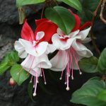 Лучшие сорта и виды фуксии